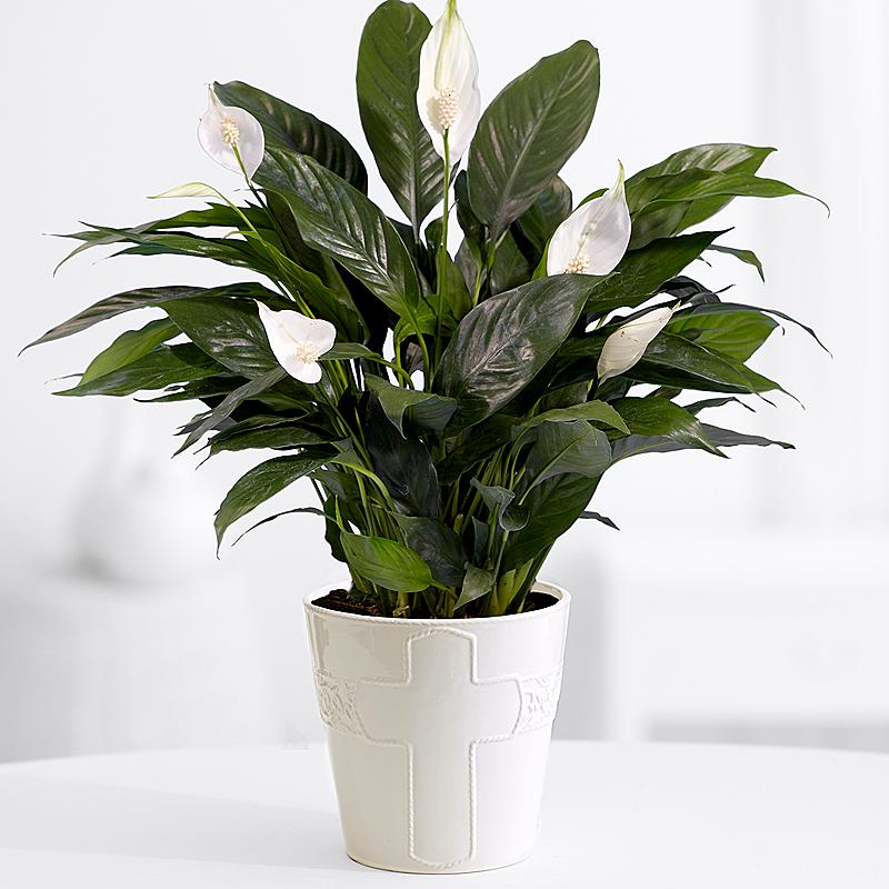 Peace Lily