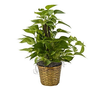 Pothos Pole