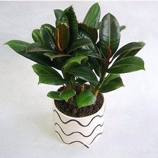 Ficus Burgundy
